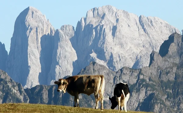 Immagine illustrativa