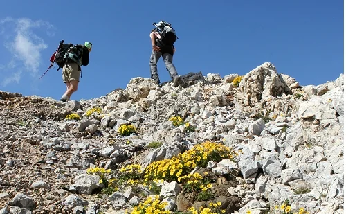 Immagine illustrativa