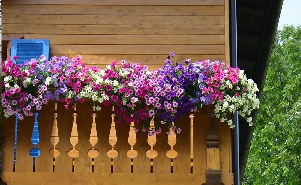 Immagine illustrativa