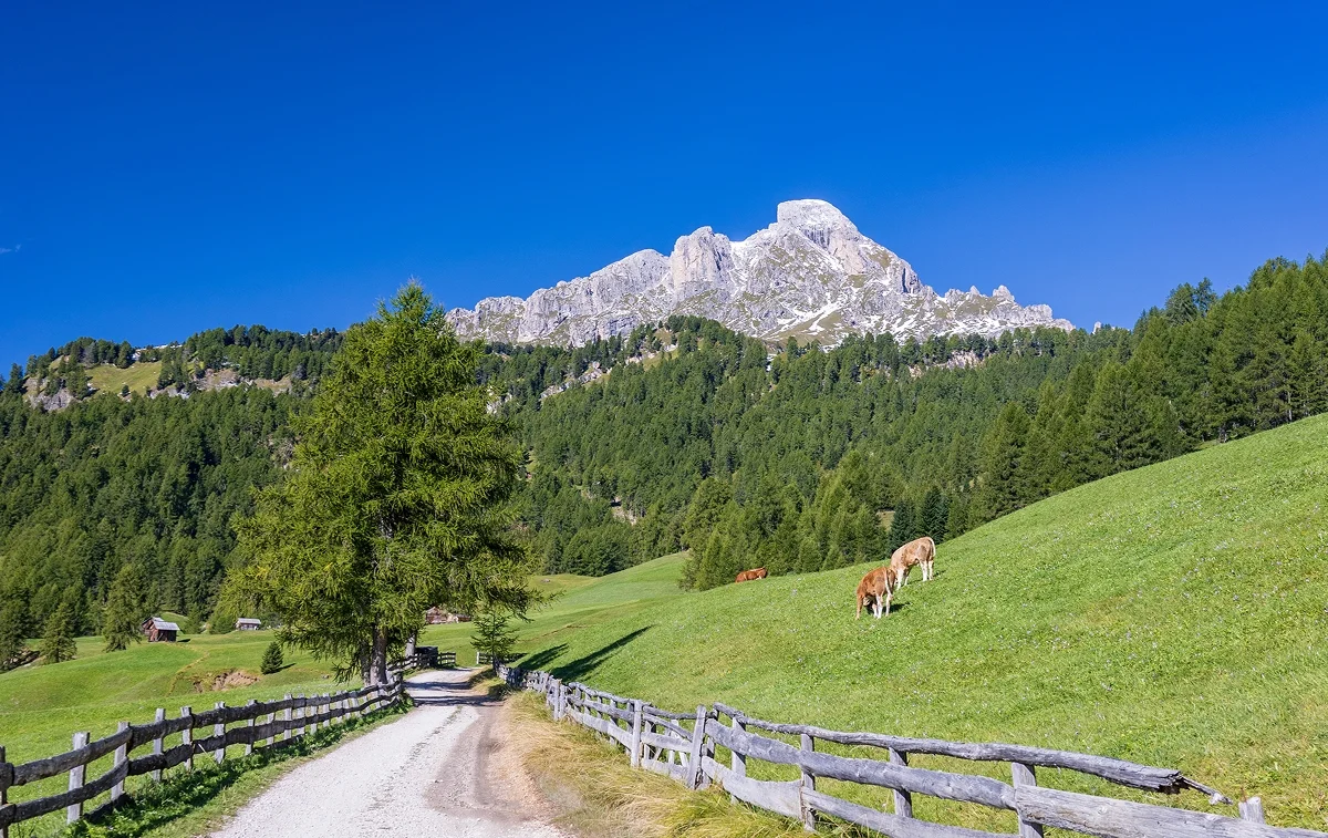 Immagine illustrativa