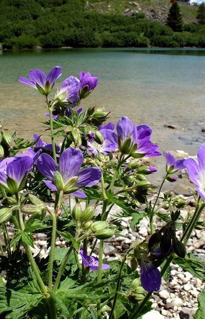 Immagine illustrativa