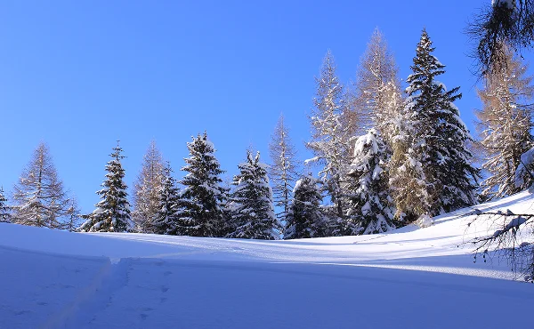 Immagine illustrativa