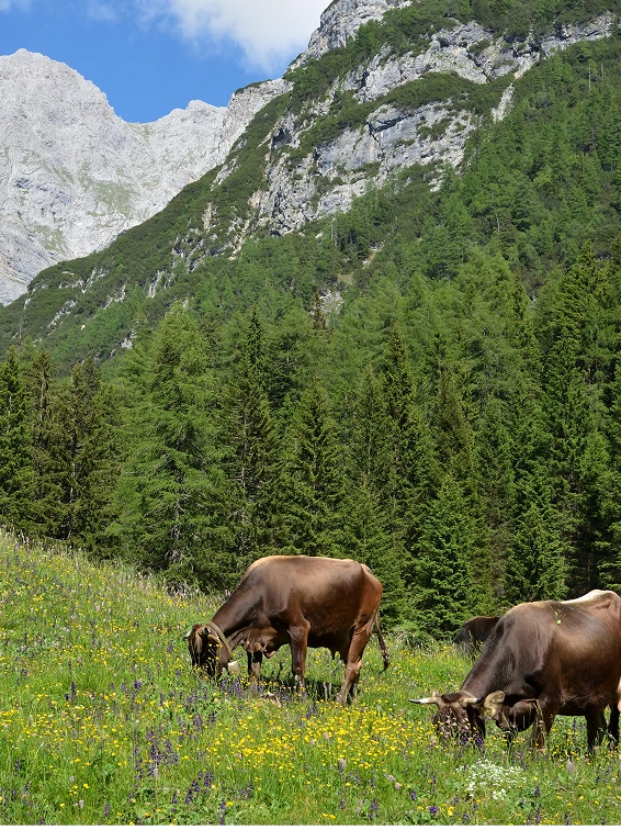 Immagine illustrativa